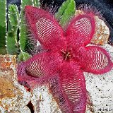 Stapelia hirsuta PR   ÉPUISÉ - OUT of STOCK - AGOTADO